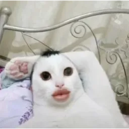 kucing, lawak, bibir