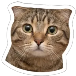 kucing, comel, cat, muka kucing