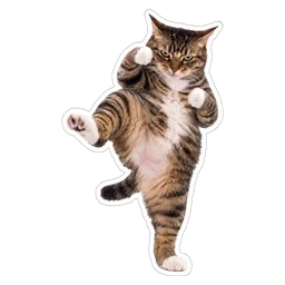 kucing, lawak, cat, karate, tendang