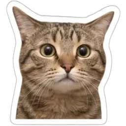 kucing, comel, cat, terkejut