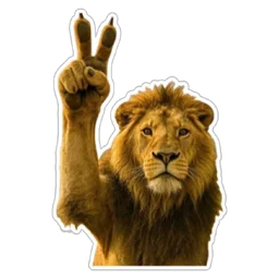 haiwan, kelakar, singa, lion, peace