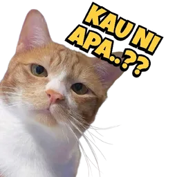 kucing, tanya, pelik, meme kucing, kau ni apa