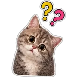 kucing, comel, tanda soal, confused, apa, bingung