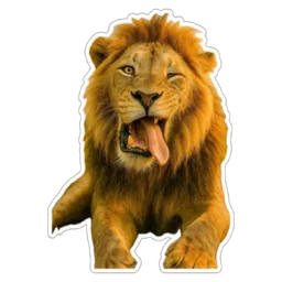 haiwan, julur lidah, singa, lion, kenyit mata