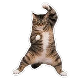 menari, kucing, comel, lawak, cat