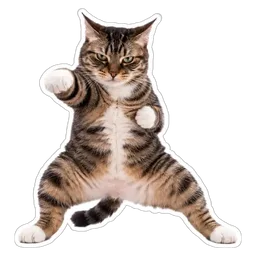 kucing, lawak, haiwan, karate, kung fu