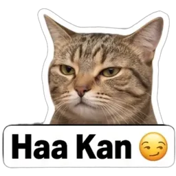 kucing, haa kan, kan dah cakap
