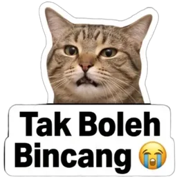 kucing, tak boleh bincang