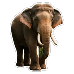 haiwan, gajah, elephant, binatang