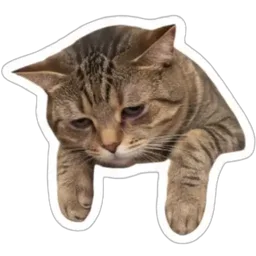 kucing, penat