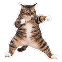kucing, lawak, cat, gaya, kung fu
