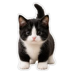 kucing, comel, cat, kitten, anak kucing