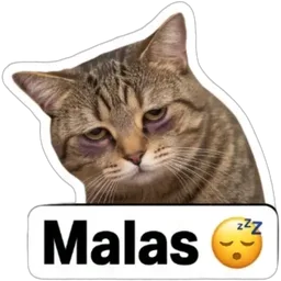kucing, mengantuk, malas