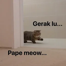 kucing, mengintai, amaran, meow, gerak lu
