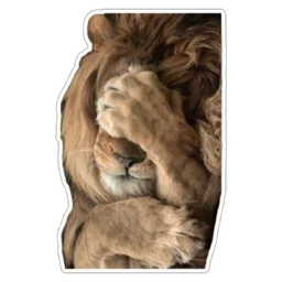 malu, singa, lion, penat, geram, facepalm
