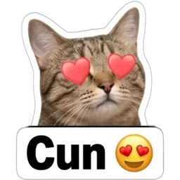 kucing, cantik, cun