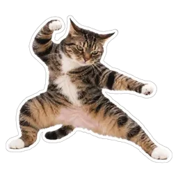 kucing, cat, gaya, lawan, kung fu