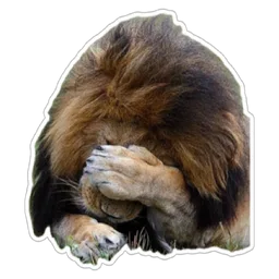 malu, singa, lion, geram, facepalm