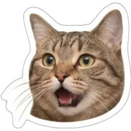 kucing, terkejut, menjerit