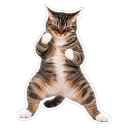 kucing, comel, cat, tinju, lawan
