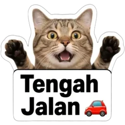 kucing, otw, tengah jalan