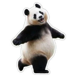menari, gembira, haiwan, panda, happy