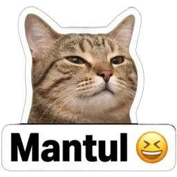 kucing, best, mantul