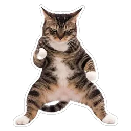 kucing, lawak, cat, meme, garang