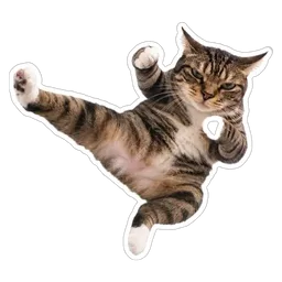 kucing, comel, lawak, meow, tendang