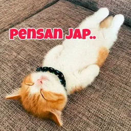 tidur, kucing, comel, penat, pensan