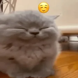 kucing, comel, cat, senyum, happy