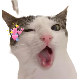 kucing, comel, terkejut, hati, cat meme