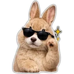 comel, arnab, sunglasses, cool, rabbit