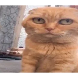 kucing, muka masam, cat meme, oren