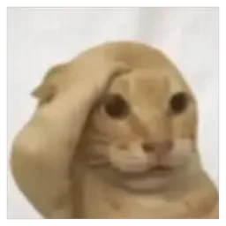 kucing, lawak, muka pelik, cat meme