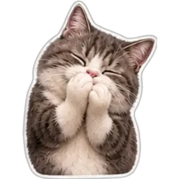 kucing, comel, cat, merayu, please