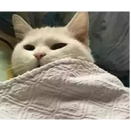kucing, mengantuk, selimut, cat meme, malas