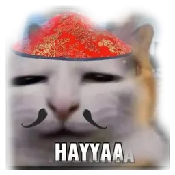 lucu, kucing, cat meme, hayyaa, meme kucing