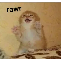 kucing, marah, cat, garang, rawr