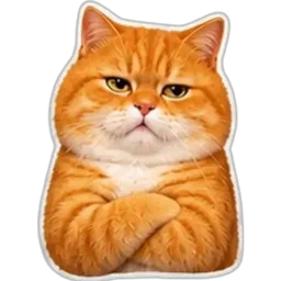 kucing, merajuk, bosan, lipat tangan, kucing oren
