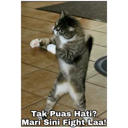 kucing, marah, tak puas hati, fight, lawan
