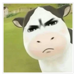 marah, meme, muka masam, lembu, cow