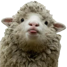comel, haiwan, julur lidah, kambing, biri-biri
