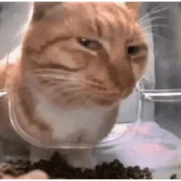kucing, cat, meme, makan, oren