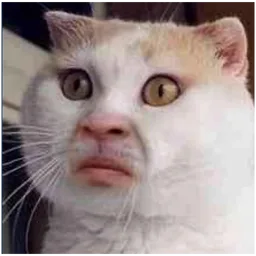 kucing, cat, terkejut, meme kucing, shocked