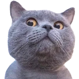 kucing, comel, cat, pandang atas