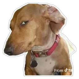 meme, anjing, side eye, dog, skeptical