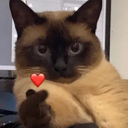 love, kucing, comel, cat, hati, i love u, i love you