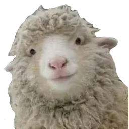 meme, haiwan, senyum, kambing, biri-biri