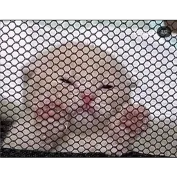 kucing, comel, cat, meme, jaring